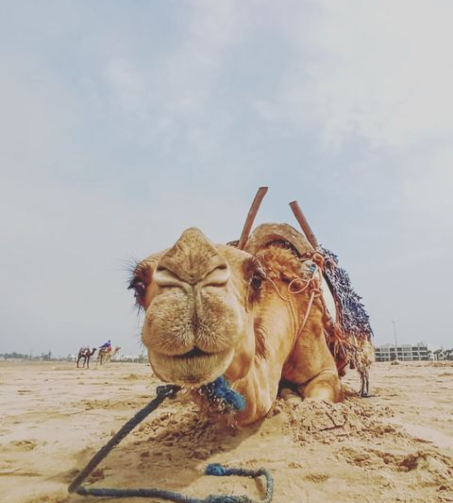 camel-ride-in-essaouira