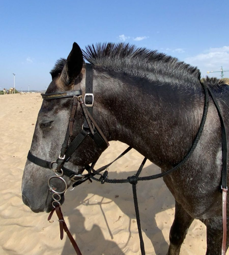 horse-riding-essaouira (1)